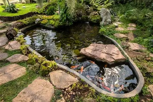 Искате ли да зазимите вашето езерце със златни рибки на открито? Ето най-безопасния начин