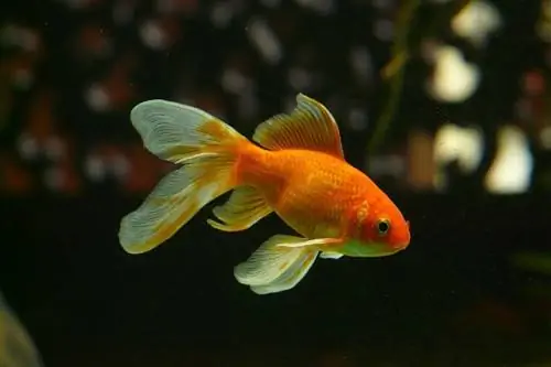 Veiltail Goldfish: Gabay sa Pangangalaga, Varieties, Lifespan & Higit Pa (May Mga Larawan)