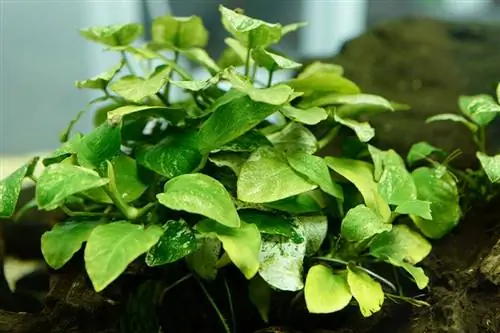 Planta de acvariu Anubias: Ghid complet de îngrijire pentru plantare & Creștere