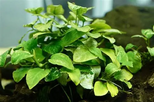 Anubias Aquarium Cog: Ua tiav Daim Ntawv Qhia Txog Kev Cog & Kev Loj Hlob