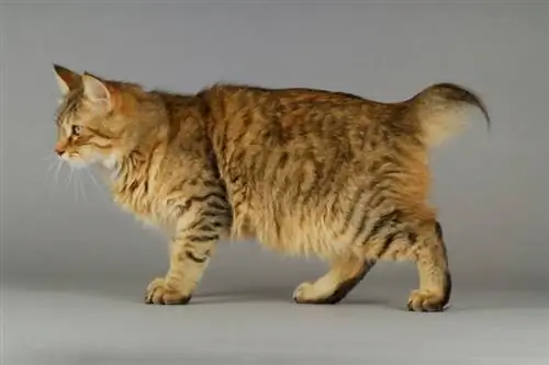 Pixie-Bob Cat: Info, Pictures, Temperament & Հատկություններ