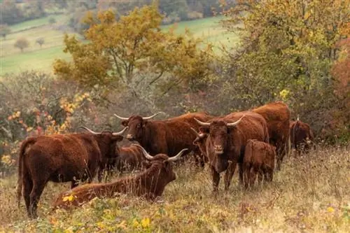 Salers Ng'ombe Breed: Ukweli, Matumizi, Asili, Picha & Sifa