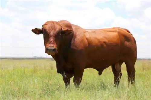 سلالة الماشية بونسمارا: الصور ، الحقائق ، الاستخدامات ، الأصول & الخصائص