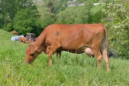 سلالة الماشية Tarentaise: الصور ، الحقائق ، الاستخدامات ، الأصول & الخصائص