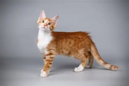 Aphrodite Giant Cat (Cyprus Cat) ข้อมูล: ข้อเท็จจริง รูปภาพ & พฤติกรรม