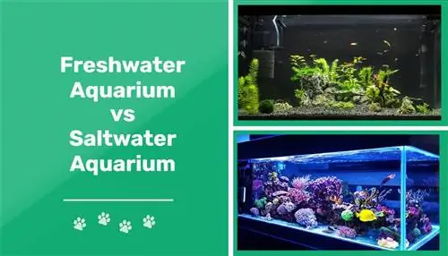 Revisió dels aquaris d'aigua dolça i d'aigua salada 2023: avantatges & contres