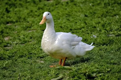 Aylesbury Duck: Fakta, použití, původ & Charakteristika (s obrázky)