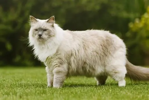 Ragdoll Cat ден соолук көйгөйлөрү: 6 жалпы тынчсыздануу