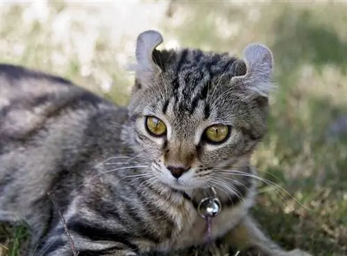 Highlander Cat: Informácie o plemene, Obrázky, Temperament & Vlastnosti