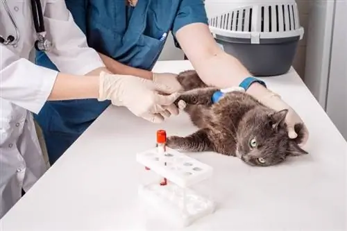 Cât costă un test de sânge pentru pisică? Ghid de prețuri 2023