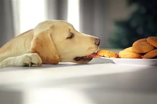 Waarom steelt mijn hond eten? 5 waarschijnlijke redenen