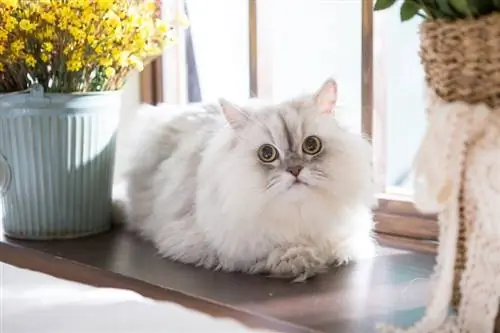 Zdravstvene težave perzijskih mačk: 7 pogostih skrbi