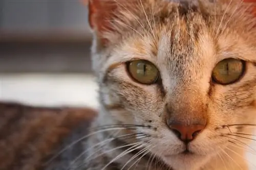 Cat Eye Discharge คืออะไร? ข้อเท็จจริงเกี่ยวกับตา Boogers & คำถามที่พบบ่อย