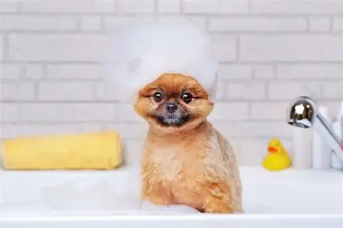 Hoe geef je een puppy een bad? Stapsgewijze handleiding