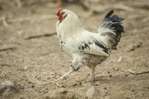 Delaware Chicken: imagini, informații, trăsături și ghid de îngrijire