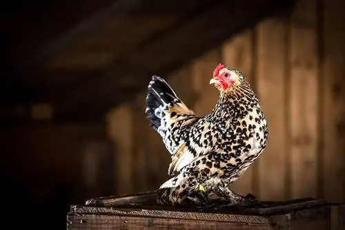 Booted Bantam Chicken: fakta, bilder, användningsområden, ursprung & Egenskaper