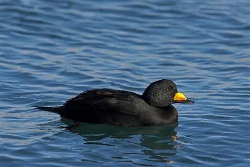 Black Scoter Duck: fatti, usi, origini & Caratteristiche (con immagini)