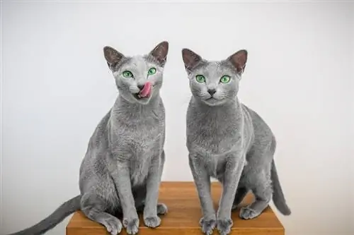 300+ dvou kočičích jmen: Zdvojnásobte tyto možnosti pro vaše sourozenecké kočky
