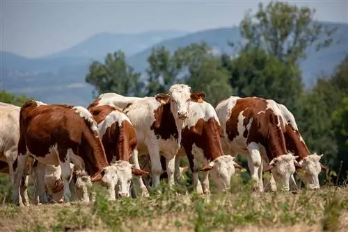 Montbeliarde vee: feiten, gebruik, oorsprong & Kenmerken (met afbeeldingen)