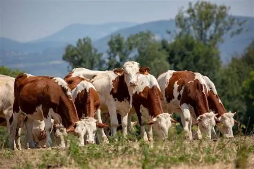 Montbeliarde qoramoli: faktlar, foydalanish, kelib chiqishi & xususiyatlari (rasmlar bilan)