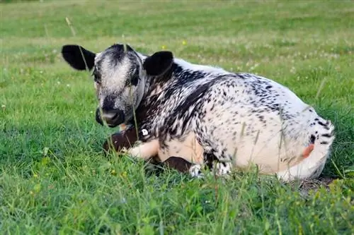 Speckle Park Cattle: Fakta, použití, původ & Charakteristika (s obrázky)