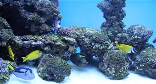 Paano Gumawa ng Malalim na Sand Bed para sa Mga Aquarium sa 6 Madaling Hakbang