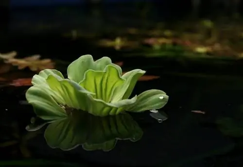 Vandens salotos (Pistia) akvariumo augalas: priežiūra & Auginimo vadovas