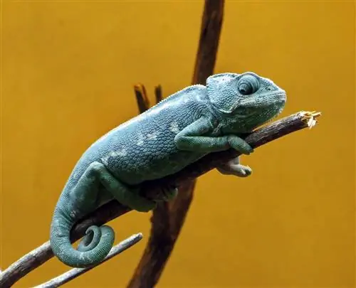 10 rodzajów kameleonów, które są wspaniałymi zwierzętami domowymi (ze zdjęciami)