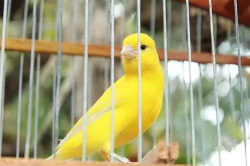 Yellow Canary: Facts, Diet & Care (with Pictures)