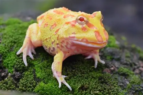 Albino Pacman Frog: Ma'lumot & Yangi boshlanuvchilar uchun parvarish bo'yicha qo'llanma (rasmlar bilan)