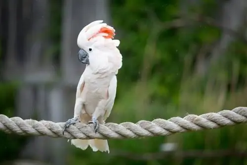 Molukanski kakadu: osobnost, slike, hrana & Vodič za njegu