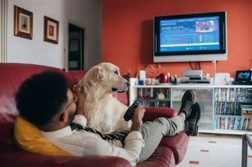Jak zastavit psa, aby neštěkal u televize: 6 účinných tipů