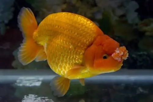 Zlatna ribica Pompon: vodič za njegu, sorte, životni vijek, slike & Više