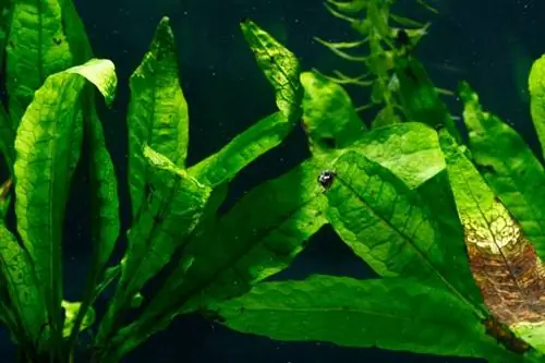 Java Fern аквариум өсүмдүк: кам көрүү, отургузуу & өстүрүү боюнча колдонмо