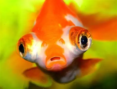 Kan een goudvis kleur zien? Feit versus fictie