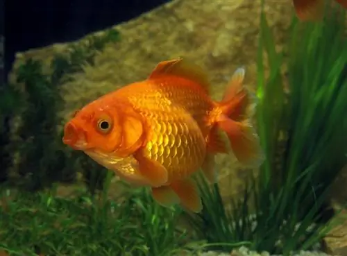 Carska zlatna ribica – slike, informacije, vodič za njegu & Životni vijek