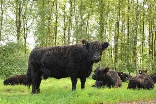 Galloway Cattle Breed: Εικόνες, Γεγονότα, Χρήσεις, Προέλευση & Χαρακτηριστικά