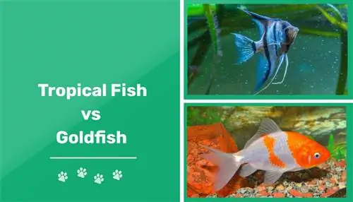 Tropska ribica naspram zlatne ribice: objašnjene glavne razlike