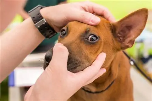 Berapa Biaya Dokter Hewan untuk Operasi Infeksi Mata Anjing &? Panduan Harga 2023
