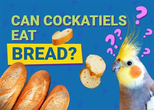 ¿Pueden las cacatúas comer pan? ¡Información nutricional revisada por veterinarios que necesita saber