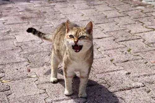 Kucing Saya Hilang Suara, Apa Yang Perlu Saya Buat? Petua yang Diluluskan oleh Doktor Veterinar