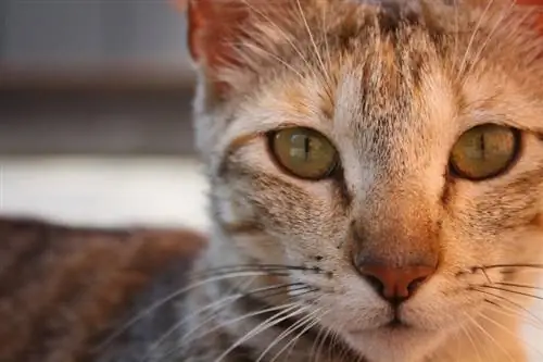 Como limpar meleca de olho de gato: guia passo a passo