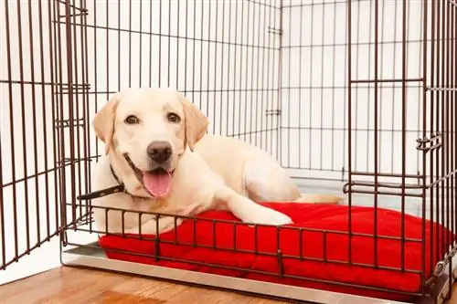Als gossos els agraden les caixes? Fets aprovats pel veterinari & PMF