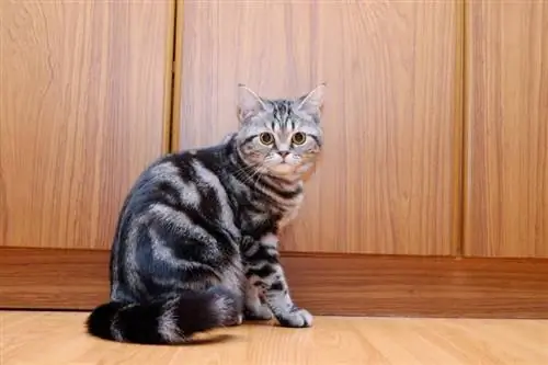 Amerikai rövidszőrű macska egészségügyi problémái: 16 gyakori probléma