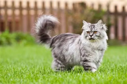 British Longhair Cat: Cins Məlumatı, Şəkillər, Temperament & Xüsusiyyətlər