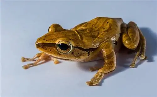 Golden Tree Frog: verzorgingsblad, levensduur & Meer (met afbeeldingen)