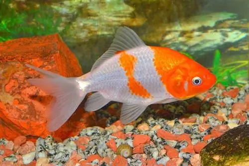 Золотая рыбка Wakin: фотографии, руководство по уходу, разновидности, продолжительность жизни & Еще