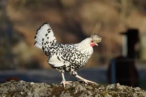 Appenzeller kylling: billeder, info, træk, &Plejevejledning