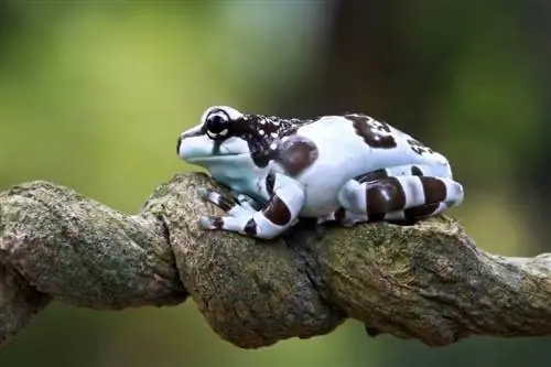 Amazon Milk Frog: Care Sheet, Lifespan & მეტი (სურათებით)