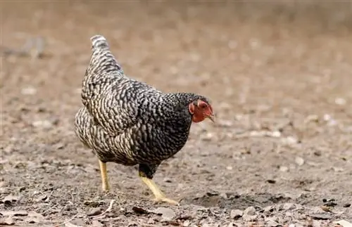 California Grey Chicken: Qhov Tseeb, Cov Duab, Siv, Keeb Kwm & Yam ntxwv